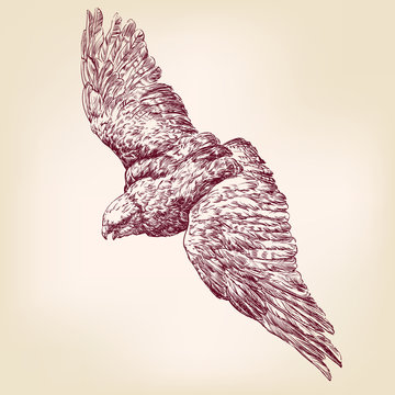 Eagle hand drawn vector llustration realistic sket