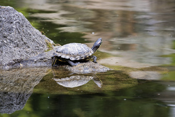 small turtle by the water on a rock