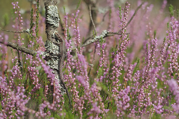 Viviparous lizard or common lizard, Zootoca vivipara