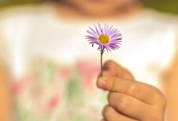  hand giving wild flower with love. beautiful background
