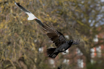 Carrion Crow