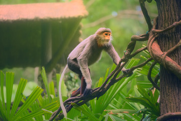 Fototapeta premium Monkey with orange face, Douc Langur