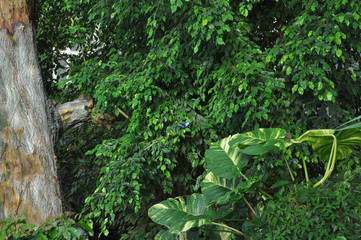 Butterfly insect animal