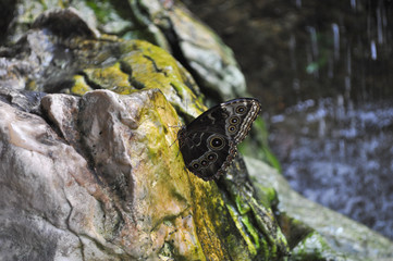Butterfly insect animal