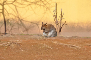 Kangaroo mammal animal