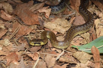 Ringelnatter im Herbstlaub