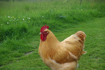 Light brown cockerel