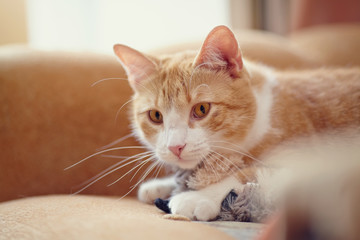 Portrait of a red striped cat with a toy.