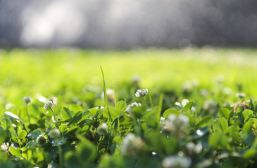 Clover field. Nature background