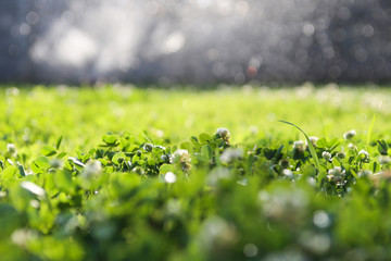 Clover field. Nature background