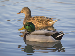 pair of mallards