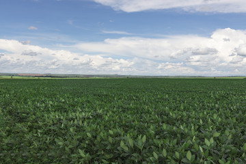 Fototapeta na wymiar Cloud sky at the soyfield landscape
