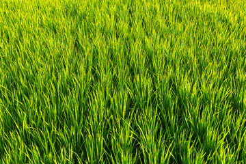 Green grass, the rice field.