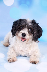 Kleiner schwarz weißer Hund vor blau