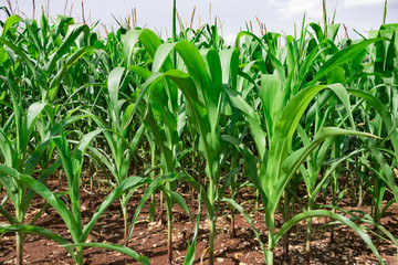 80 old days corn plant