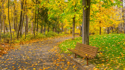 Alley with benches among the trees in autumn park