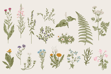 Herbs and Wild Flowers. Botany. Set. Vintage flowers. Colorful illustration in the style of engravings. - obrazy, fototapety, plakaty