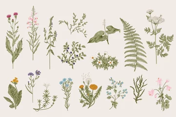 Fotobehang Herbs and Wild Flowers. Botany. Set. Vintage flowers. Colorful illustration in the style of engravings. © OlgaKorneeva