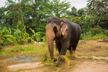 Obraz premium Wild elephant on the island of Sri Lanka
