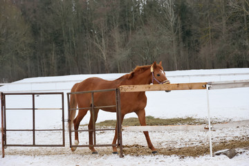Bay horse stands in an open cage