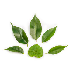 Obraz premium Leaves of a ficus tree and geranium on a blank clean sheet of paper