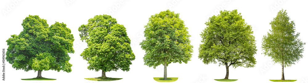 Wall mural set trees maple, oak, birch, chestnut. isolated objects
