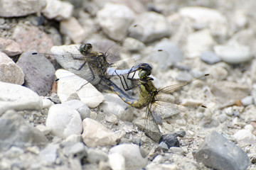 Dragonflies (Libellula Depressa) during the coupling step