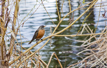 red breasted robin bird