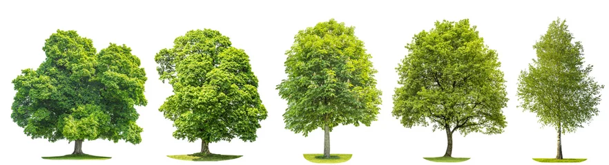 Foto op Plexiglas Set trees maple, oak, birch, chestnut. Isolated objects © LiliGraphie
