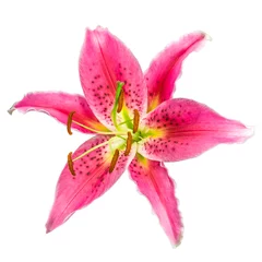 Gartenposter Wasserlilien Macro picture of romantic pink lily isolated on white