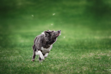 Border collie dog catching frisbee