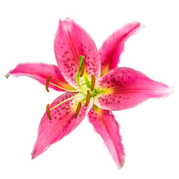 Fototapeta Macro picture of romantic pink lily isolated on white