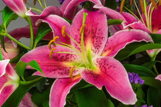 Macro picture of romantic pink lily