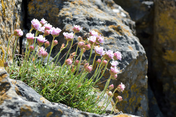 Sea thrift (Almeria maritima). Flowers of plant in family Pumbaginaceae, growing on rocky British coastline