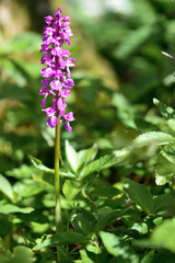 Early purple orchid (Orchis mascula). An orchid in flower in a British woodland, with dappled sunlight.