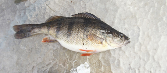 Freshwater perch on ice