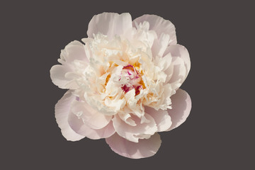 Peony terry white and bright center isolated with clipping path.