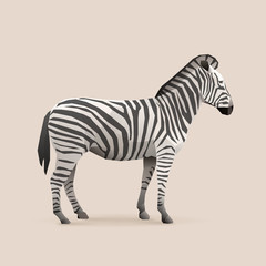 zebra