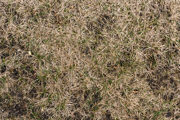 Old yellow grass background texture