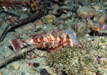 gurnard fish swims into the sea