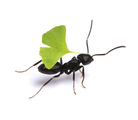 Small ant carrying green leaf, isolated on white.