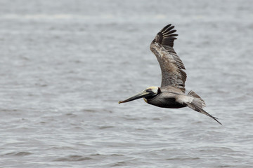 Pelican  flying over water