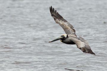 Pelican  gliding over water