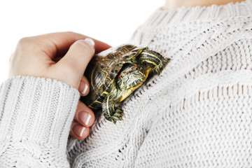 Turtle in woman hands, close up