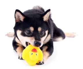 Siba inu playing with toy duck isolated on white