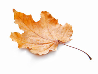 Golden autumn leaf isolated on white background