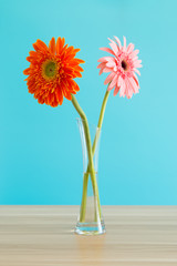 Gerbera in vase