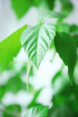 Green tree leaves on blurred background