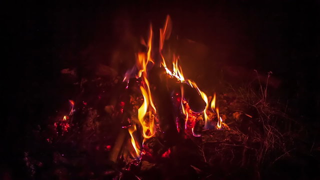 Campfire / Video of a campfire on the forest ground