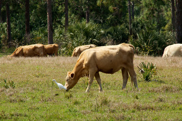 bovines in bonita springs